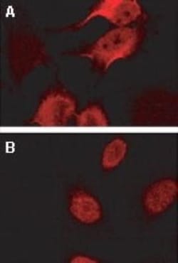 BAG2 Antibody, Novus Biologicals:Antibodies:Primary Antibodies