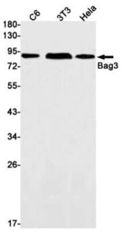 BAG3 Rabbit anti-Human, Mouse, Rat, Clone: S01-3F1, Novus Biologicals™