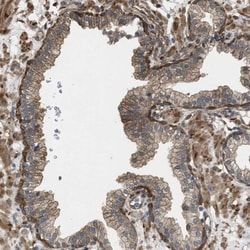 XIRP1 Antibody, Novus Biologicals:Antibodies:Primary Antibodies