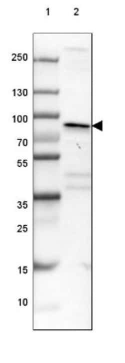 XIRP1 Antibody, Novus Biologicals:Antibodies:Primary Antibodies