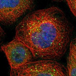BAG5 Antibody, Novus Biologicals:Antibodies:Primary Antibodies