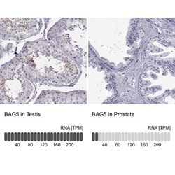 BAG5 Antibody, Novus Biologicals:Antibodies:Primary Antibodies