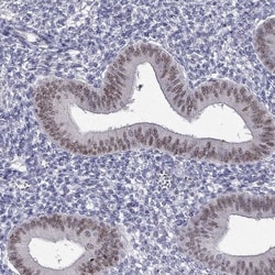 BAG5 Antibody, Novus Biologicals:Antibodies:Primary Antibodies