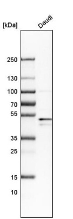 BAG5 Antibody, Novus Biologicals:Antibodies:Primary Antibodies