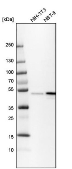 BAG5 Antibody, Novus Biologicals:Antibodies:Primary Antibodies