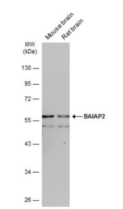 BAIAP2 Antibody, Novus Biologicals 0.1mL; Unlabeled:Antibodies, Polyclonal