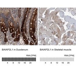 BAIAP2L1 Antibody, Novus Biologicals 25 &mu;L; Unlabeled:Antibodies, Polyclonal