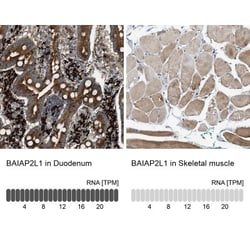 BAIAP2L1 Antibody, Novus Biologicals 0.1mL; Unlabeled:Antibodies, Polyclonal
