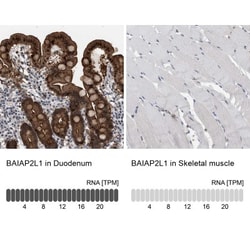 BAIAP2L1 Antibody, Novus Biologicals 25 &mu;L | Buy Online | Novus Biologicals | Fisher Scientific