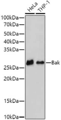 BAK Rabbit anti-Human, Clone: 3K5Y9, Novus Biologicals 100 &mu;g | Buy Online | Novus Biologicals | Fisher Scientific