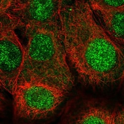 BANF1 Antibody, Novus Biologicals 0.1mL; Unlabeled:Antibodies, Polyclonal