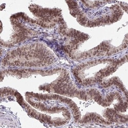 BANF1 Antibody, Novus Biologicals 0.1mL; Unlabeled:Antibodies, Polyclonal