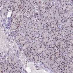 BANF1 Antibody, Novus Biologicals 0.1mL; Unlabeled:Antibodies, Polyclonal