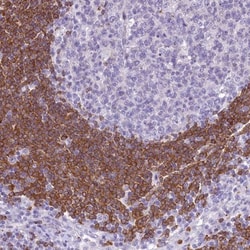 BANK1 Antibody, Novus Biologicals 0.1mL; Unlabeled:Antibodies, Polyclonal