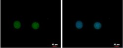 BAP18 Antibody, Novus Biologicals 0.1mL; Unlabeled:Antibodies, Polyclonal