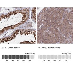 BAP29 Antibody, Novus Biologicals:Antibodies:Primary Antibodies