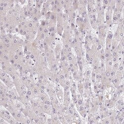 BARD1 Antibody, Novus Biologicals:Anticuerpos:Anticuerpos primarios