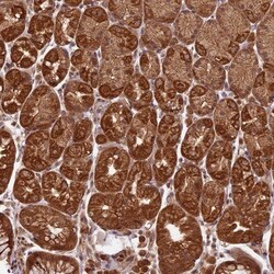 BASC4 Antibody, Novus Biologicals:Antibodies:Primary Antibodies