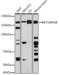 BAT3/BAG6 Rabbit anti-Human, Mouse, Rat, Clone: 8P4D9, Novus Biologicals:Antibodies:Primary