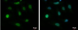 BAT3/BAG6 Antibody, Novus Biologicals 0.1mL; Unlabeled:Antibodies, Polyclonal