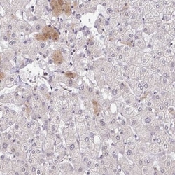 BAT3/BAG6 Antibody, Novus Biologicals:Antibodies:Primary Antibodies