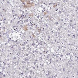 BAT3/BAG6 Antibody, Novus Biologicals 25 &mu;L | Buy Online | Novus Biologicals | Fisher Scientific