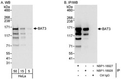 BAT3/BAG6 Antibody, Novus Biologicals 0.1mL; Unlabeled:Antibodies, Polyclonal