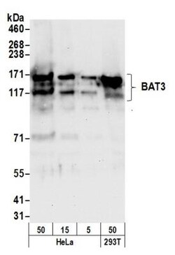 BAT3/BAG6 Antibody, Novus Biologicals 0.1mL; Unlabeled:Antibodies, Polyclonal
