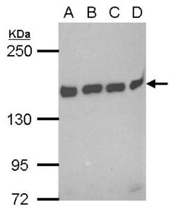 BAT3/BAG6 Antibody, Novus Biologicals 0.1mL; Unlabeled:Antibodies, Polyclonal