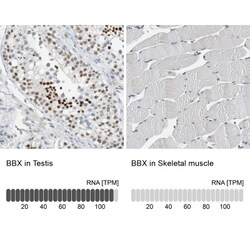BBX Antibody, Novus Biologicals 25 &mu;L; Unlabeled:Antibodies, Polyclonal