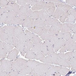 BCAP/PIK3AP1 Antibody, Novus Biologicals 0.1mL; Unlabeled:Antibodies, Polyclonal