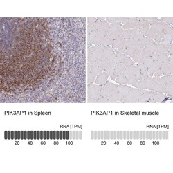BCAP/PIK3AP1 Antibody, Novus Biologicals 0.1mL; Unlabeled:Antibodies, Polyclonal