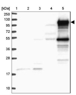 BCAP/PIK3AP1 Antibody, Novus Biologicals 0.1mL; Unlabeled:Antibodies, Polyclonal