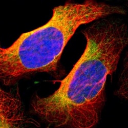 BCAP31 Antibody, Novus Biologicals:Antibodies:Primary Antibodies