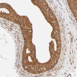 BCAP31 Antibody, Novus Biologicals:Antibodies:Primary Antibodies