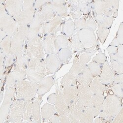 BCAP31 Antibody, Novus Biologicals:Antibodies:Primary Antibodies