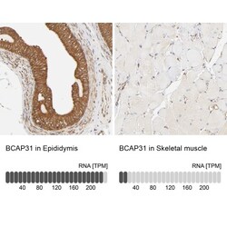 BCAP31 Antibody, Novus Biologicals:Antibodies:Primary Antibodies