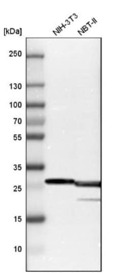 BCAP31 Antibody, Novus Biologicals:Antibodies:Primary Antibodies