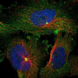 BCAR3 Antibody, Novus Biologicals 0.1mL; Unlabeled:Antibodies, Polyclonal
