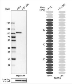 BCAR3 Antibody, Novus Biologicals 0.1mL; Unlabeled:Antibodies, Polyclonal