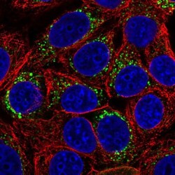 BCAS1 Antibody, Novus Biologicals 25 &mu;L, Unlabeled:Antibodies, Polyclonal