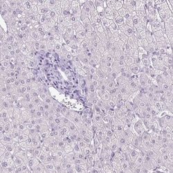 BCAS1 Antibody, Novus Biologicals 25 &mu;L, Unlabeled:Antibodies, Polyclonal