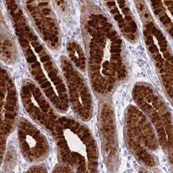 BCAS1 Antibody, Novus Biologicals 25 &mu;L, Unlabeled:Antibodies, Polyclonal
