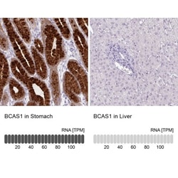 BCAS1 Antibody, Novus Biologicals 25 &mu;L, Unlabeled:Antibodies, Polyclonal