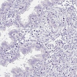 BCAS1 Antibody, Novus Biologicals 25 &mu;L, Unlabeled:Antibodies, Polyclonal