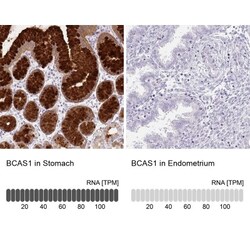 BCAS1 Antibody, Novus Biologicals 25 &mu;L, Unlabeled:Antibodies, Polyclonal