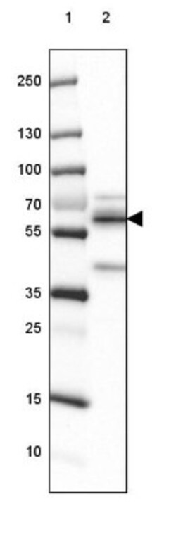BCAS1 Antibody, Novus Biologicals 25 &mu;L, Unlabeled:Antibodies, Polyclonal