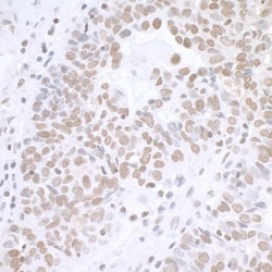 BCAS2 Antibody, Novus Biologicals 100 &mu;L | Buy Online | Novus Biologicals | Fisher Scientific