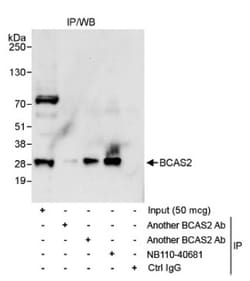 BCAS2 Antibody, Novus Biologicals 100 &mu;L | Buy Online | Novus Biologicals | Fisher Scientific