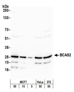 BCAS2 Antibody, Novus Biologicals 100 &mu;L | Buy Online | Novus Biologicals | Fisher Scientific